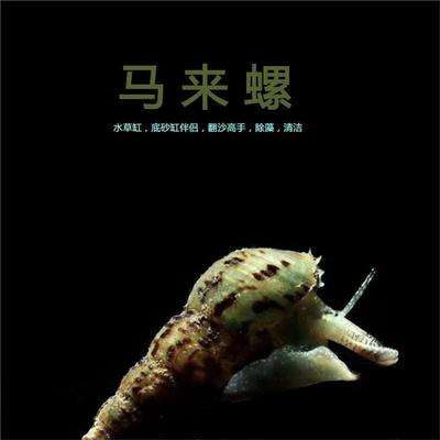鱼缸清道夫生态清洁青苔青藻褐藻马来螺黄金螺除藻螺彩蛋螺斑爆款