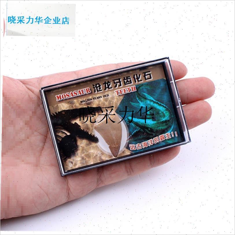 l考古挖掘生物沧龙l牙齿化石标本天然海洋动物原石学生儿童生日礼