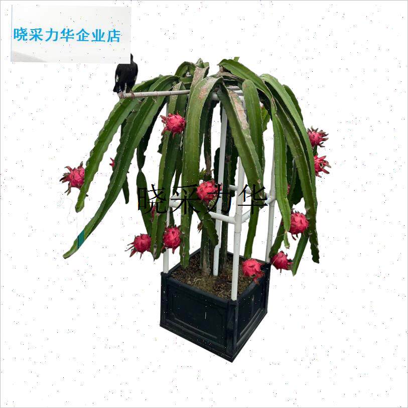 简约加厚火龙果种植箱PVC耐z用支架阳台楼顶蔬菜盆子绿植盆花卉l