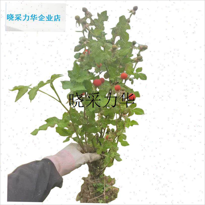 野草莓蓬蘽覆盆子苗灯笼泡农村覆盆树莓带N盆栽水果泡易种野外生l