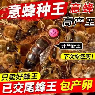 【意蜂产卵王】意蜂蜂王种王生产王蜜王中蜜一号卡意美意开产新王