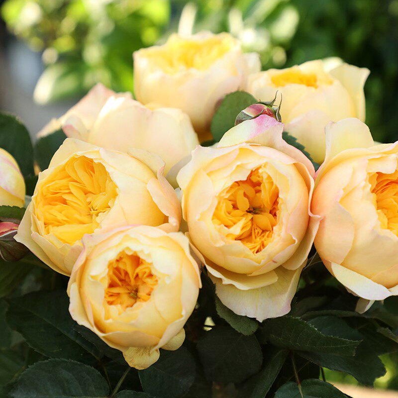 雀啾 月季玫瑰 多季开花淡香耐热杂交茶香月季花卉盆栽耐寒多季花