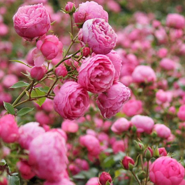 艾拉绒球月季扦插花苗藤本欧月爬藤攀援植物花卉庭院花园四季玫瑰