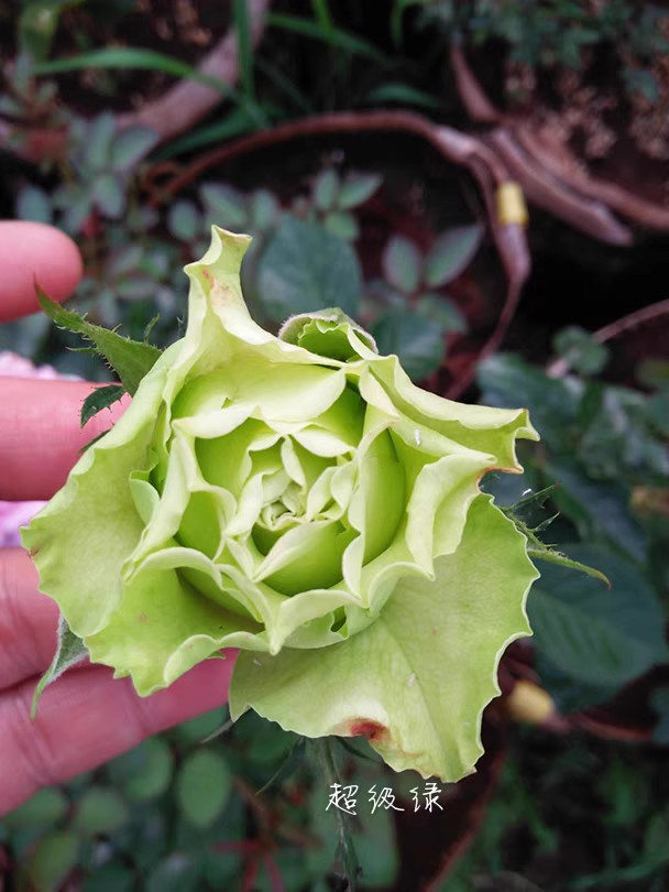 超级绿/绿舞裙绿色花瓣抗病开花性好多季节重复开花盆栽花卉