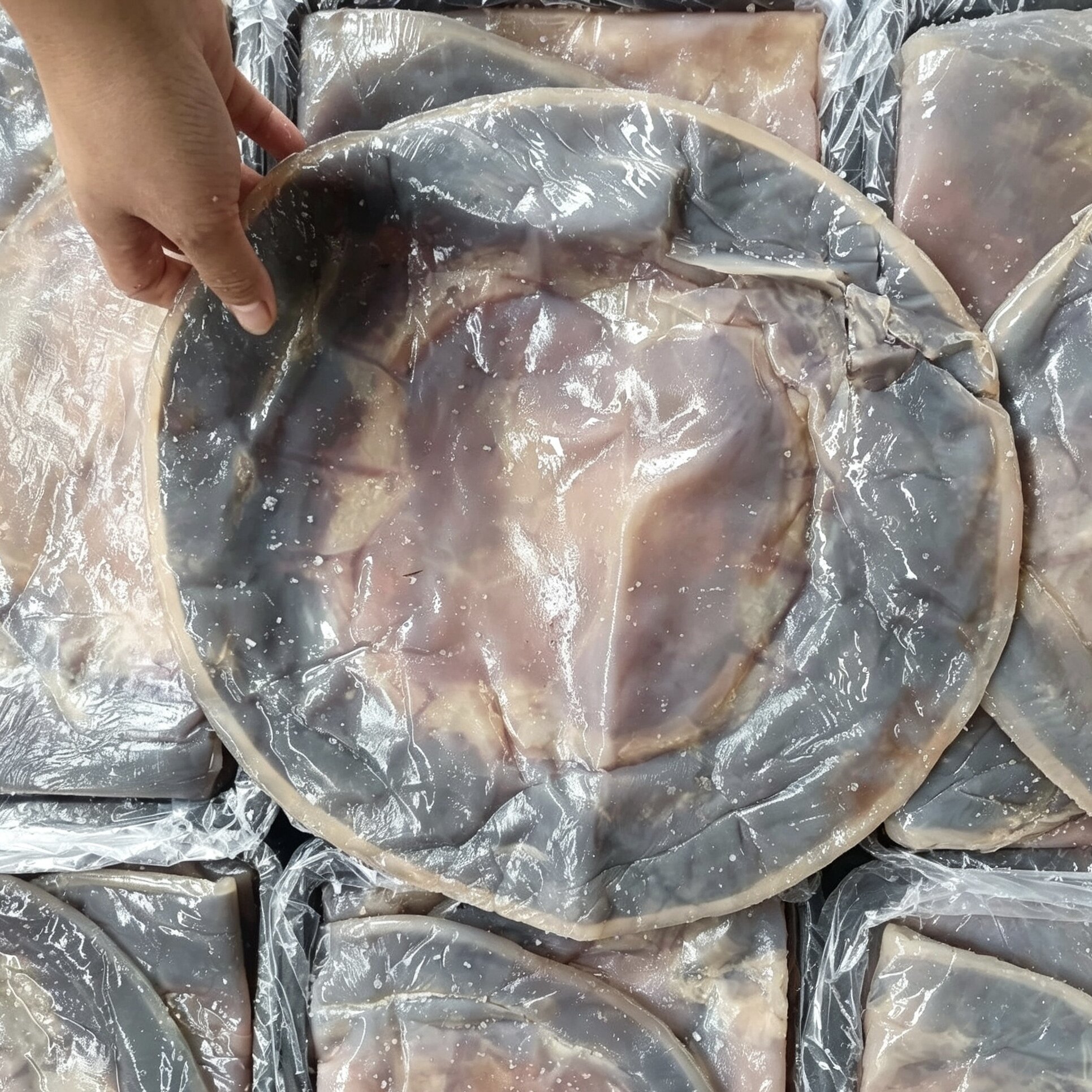 三矾野生提干海蜇皮红太阳提干皮 桶装 凉拌 非即食干货