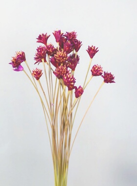 小山花植物干花花束装饰