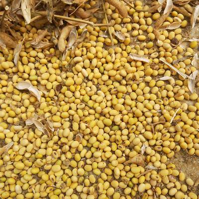 老品种非转基因黄豆花脸豆可做豆浆豆腐豆芽产地四川（小颗粒）
