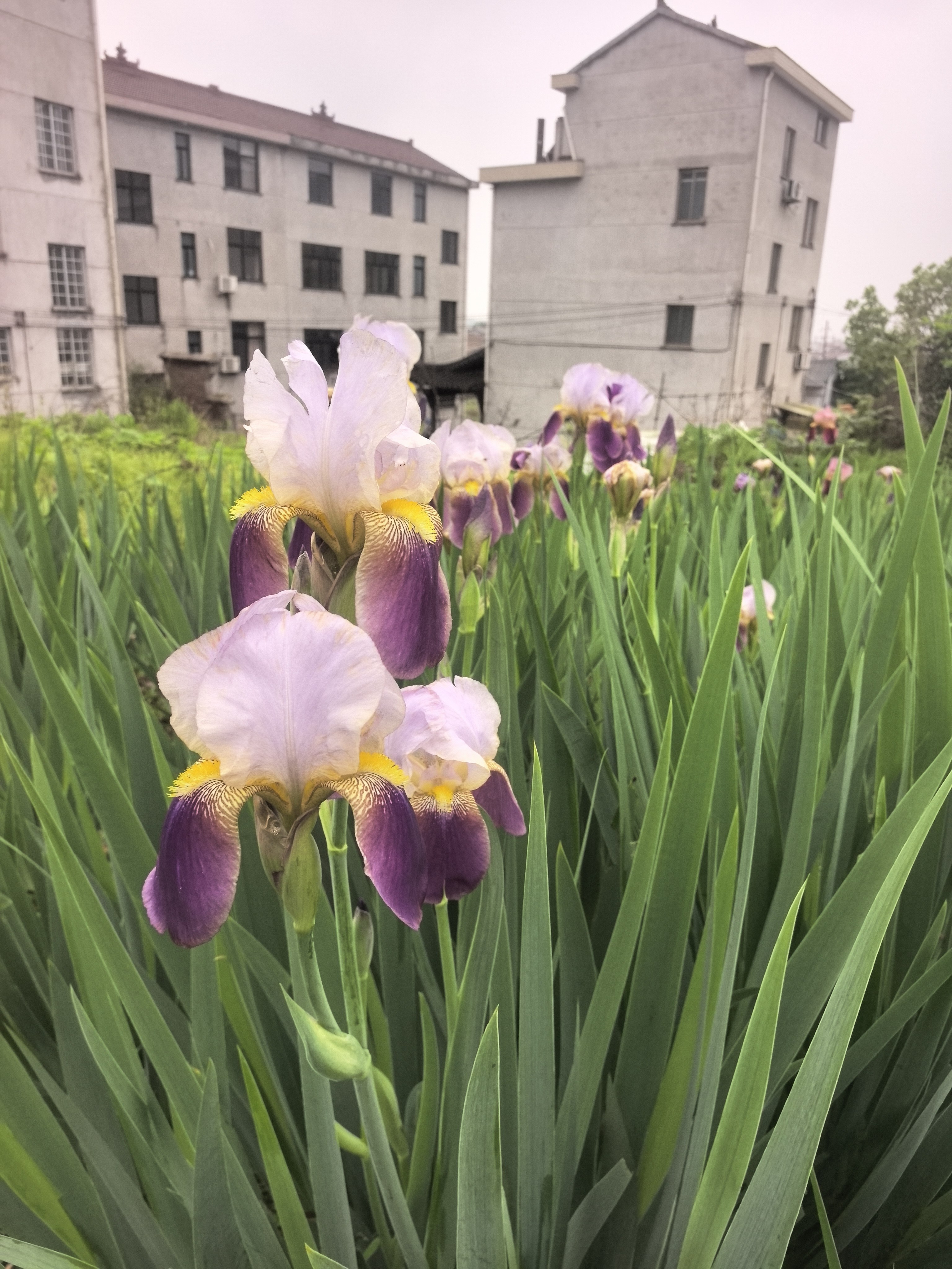 德国鸢尾花种球盆栽花卉庭院水培水生植物四季鸢尾花苗大球根