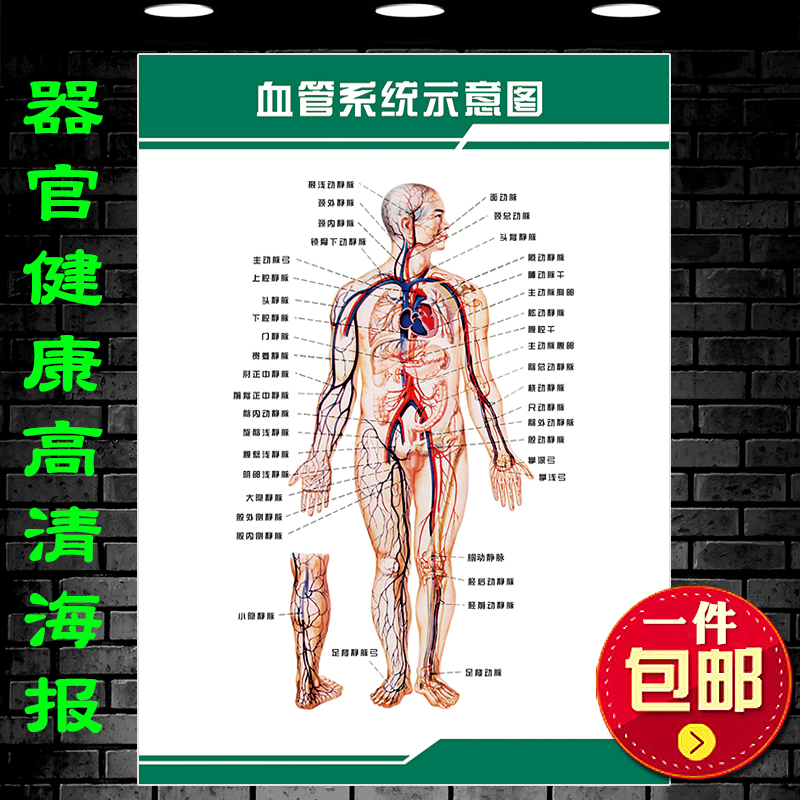 人体全身血管系统示意图血液循环人体器官分布图医院