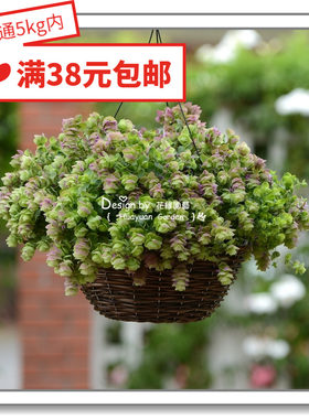 香草种子泛美牛至折纸画花缘咸菜