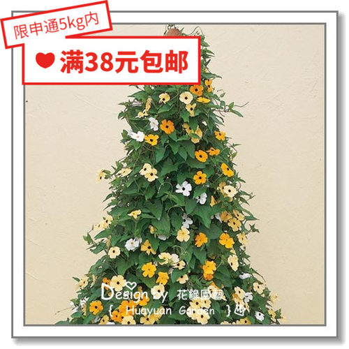 花缘咸菜 进口观赏花种子*泛美*黑眼苏珊*苏丝5粒 爬藤攀援 - 封面
