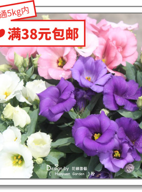 花缘咸菜 进口观赏花种子*日本SAKATA*矮生洋桔梗*美人鱼系列10粒