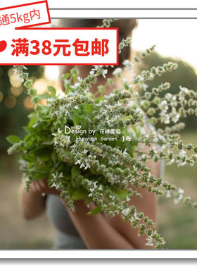 丁香进口种子柠檬罗勒