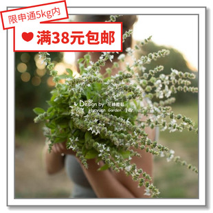 花缘咸菜 进口观赏香草种子*甜罗勒/柠檬罗勒/丁香罗勒/香橙10粒