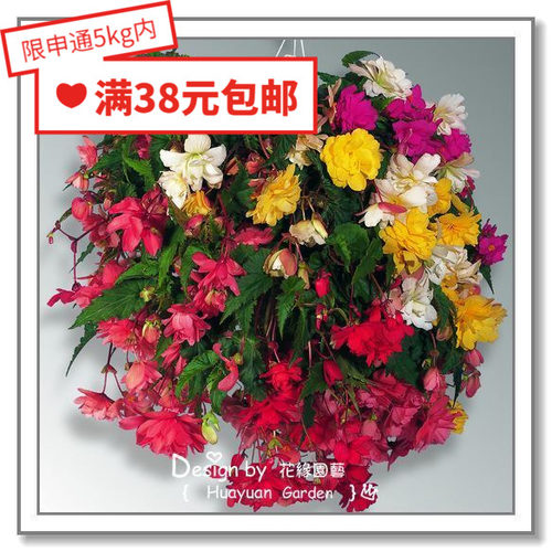 德国球根海棠系列5粒花缘咸菜
