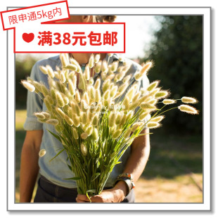 芨芨 兔尾 跳舞 凌风 小盼草10 花缘咸菜 起绒 进口观赏种子