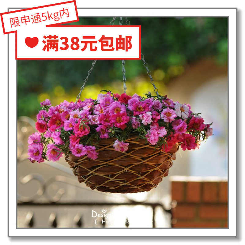 花缘咸菜 进口花种子*泛美*太阳花垂吊马齿苋*轻歌曼舞10粒