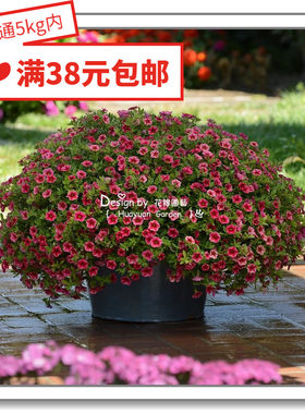 花缘咸菜进口花种子百万小玲丸化