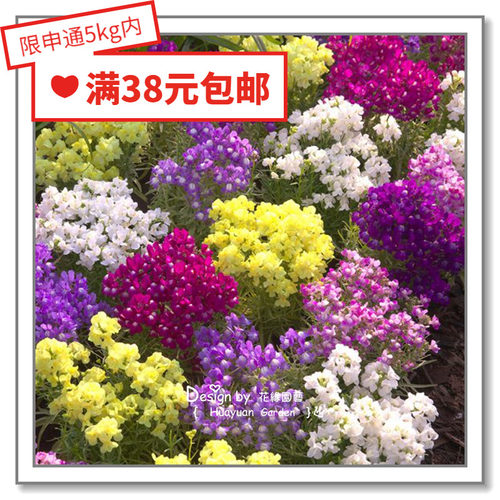 进口日本混色花缘咸菜