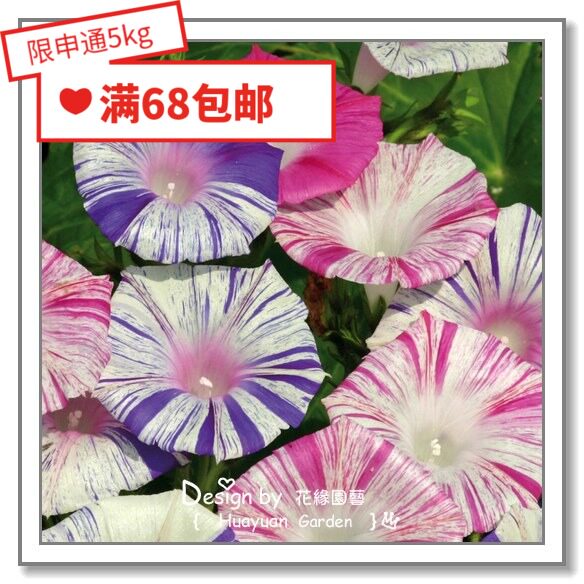 花缘咸菜进口花种子 英国tm 牵牛 朝颜 夕颜 茑萝5 10粒爬藤 花缘园艺咸菜花圃 淘优券