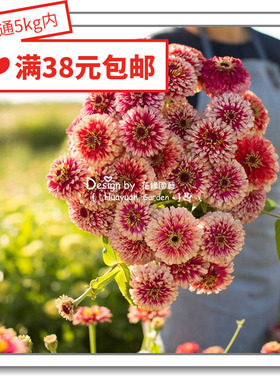花缘咸菜 进口观赏花种子*百日草*丰盛/繁花/天才/鸡尾酒/名星5-1