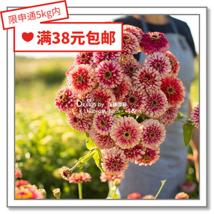丰盛 花缘咸菜 百日草 鸡尾酒 名星5 天才 进口观赏花种子 繁花