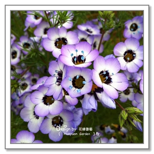 花缘咸菜 进口观赏花种子*头花吉利草/球花吉利/吉利球5粒