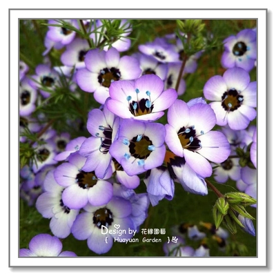 花缘咸菜 进口观赏花种子*头花吉利草/球花吉利/吉利球5粒