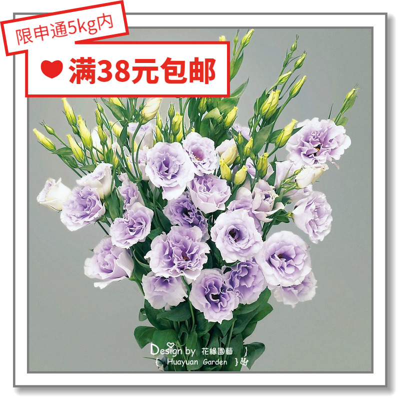 进口日本洋桔梗花缘咸菜