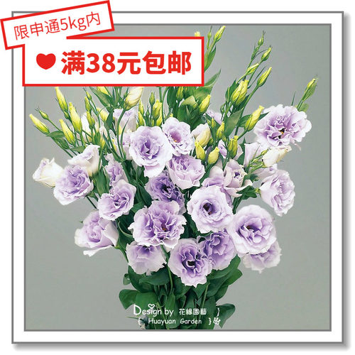 进口日本洋桔梗花缘咸菜