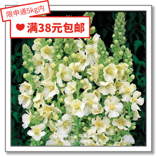 花缘咸菜 进口观赏花种子*英国TM*毛蕊花*夏日极光/南方魅力5粒