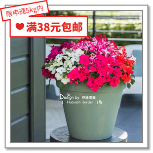 花缘咸菜 进口观赏花种子*荷兰SG*圆整型 非洲凤仙*溢美系列10粒
