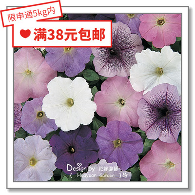 进口泛美矮牵牛系列10粒花缘咸菜