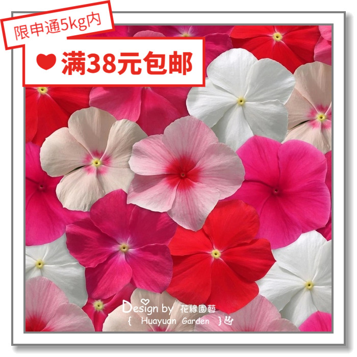 花缘咸菜 进口观赏花种子*泛美*长春花*太平洋XP系列10粒