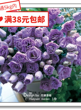 花缘咸菜 进口观赏花种子*日本TAKII*玫瑰型切花洋桔梗*柯罗马5粒