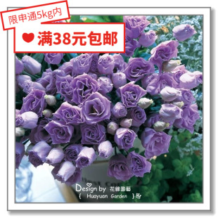 花缘咸菜 进口观赏花种子*日本TAKII*玫瑰型切花洋桔梗*柯罗马5粒