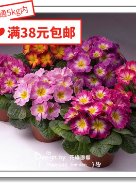 花缘咸菜 进口观赏花种子*日本SAKATA*欧报春*丹诺雅系列5粒