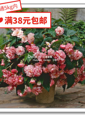 花缘咸菜进口贵妃球根海棠
