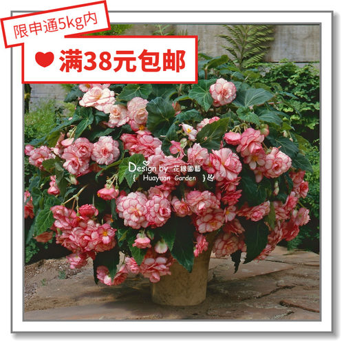 花缘咸菜进口贵妃球根海棠