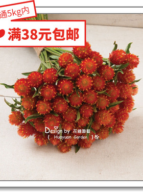 花缘咸菜 进口观赏花种子*美国泛美*千日红*QIS*橙色10粒