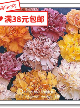 花缘咸菜 进口观赏花种子*英国TM*康乃馨缤纷/柠檬/橙色条纹*5粒