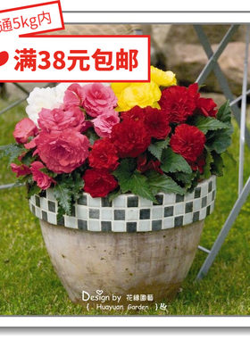 花缘咸菜进口德国混色球根海棠