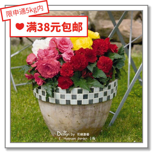 花缘咸菜进口德国混色球根海棠