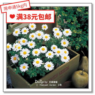 花缘咸菜 进口观赏花种子*日本TAKII*白晶菊*雪地*白色10粒