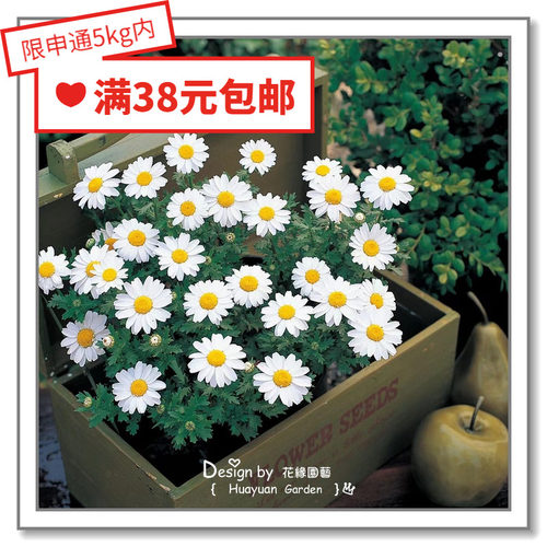 进口日本白晶菊雪地10粒花缘咸菜