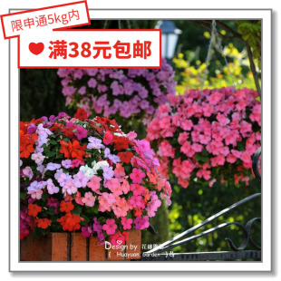 花缘咸菜 进口观赏花种子*泛美*非洲凤仙*精灵10粒