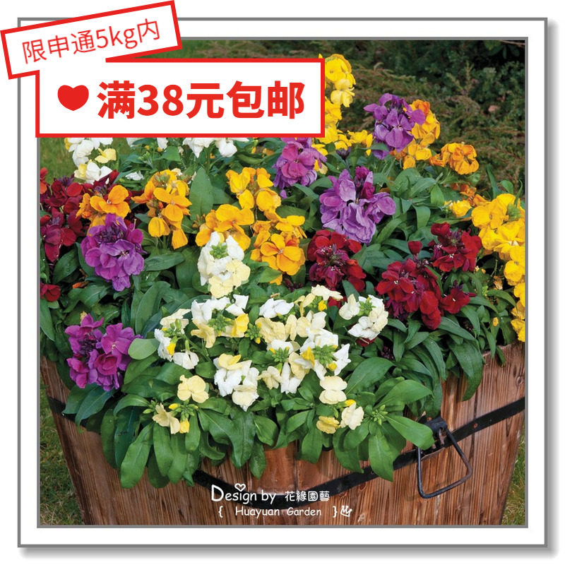 花缘咸菜 进口花种子*日本takii*桂竹香*博爱/闺蜜混色5-10粒