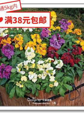 花缘咸菜进口花种子桂竹香5-10粒