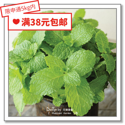 花缘咸菜苹果胡椒10粒柠檬香蜂草