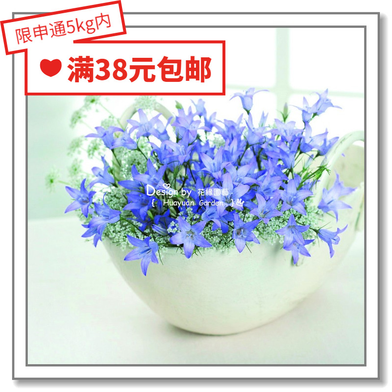 风铃草虞姬天蓝色5粒花缘咸菜